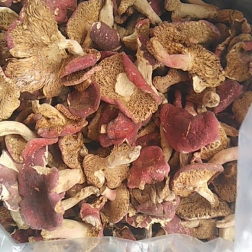 红菇
