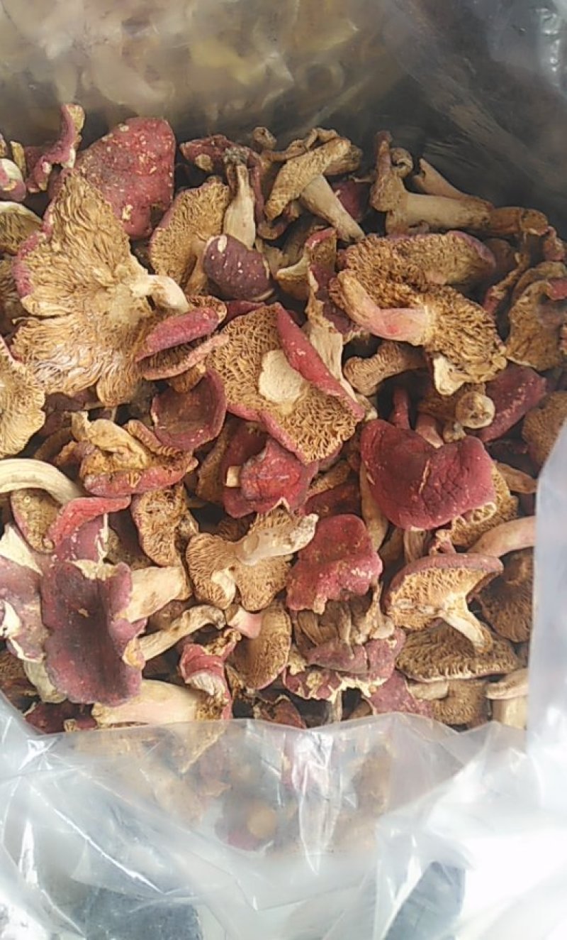 红菇