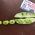 江苏南通海安大蚕豆大量上市啦欢迎新老客户前来选购