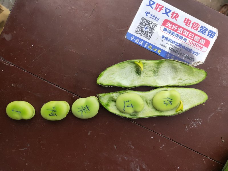 江苏南通海安大蚕豆大量上市啦欢迎新老客户前来选购