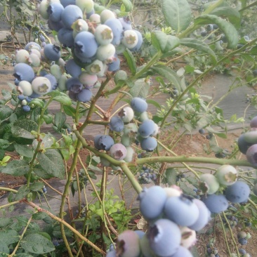 批发蓝莓