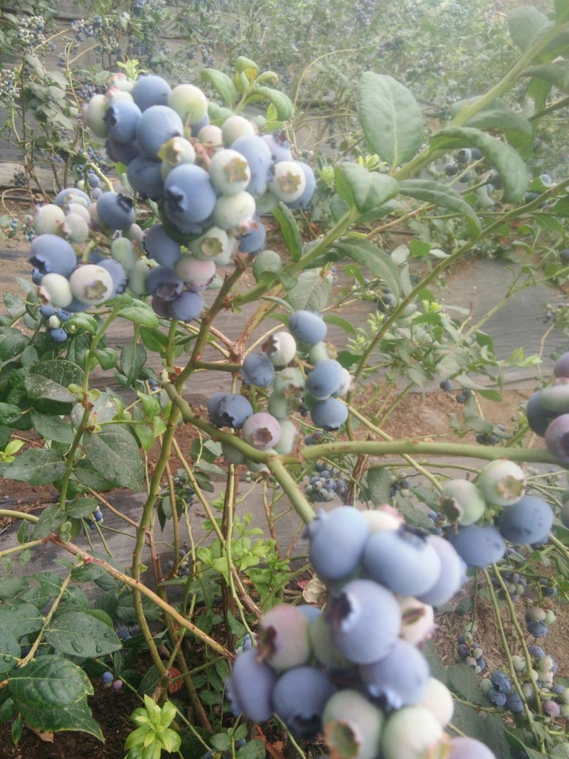 批发蓝莓