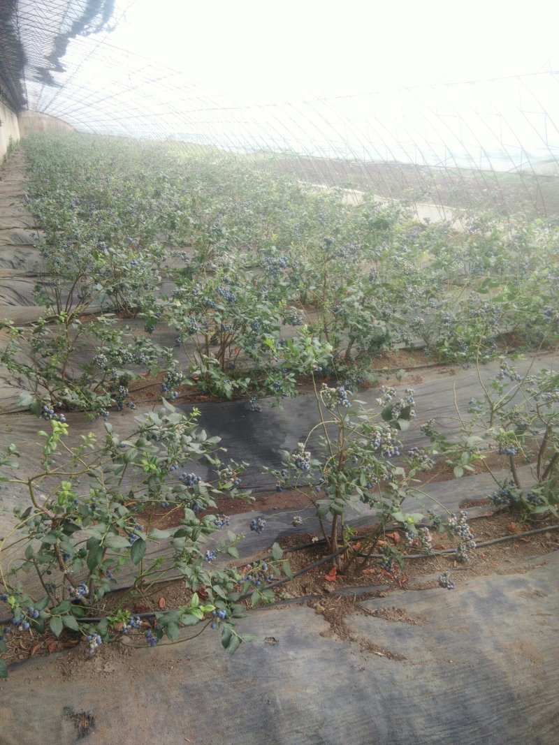 批发蓝莓