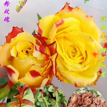 月季花苗闪耀多色月季花色独特颜色鲜艳