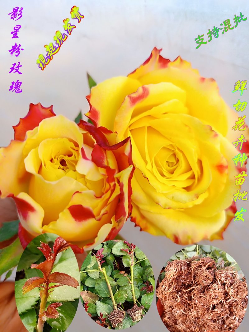 月季花苗闪耀多色月季花色独特颜色鲜艳