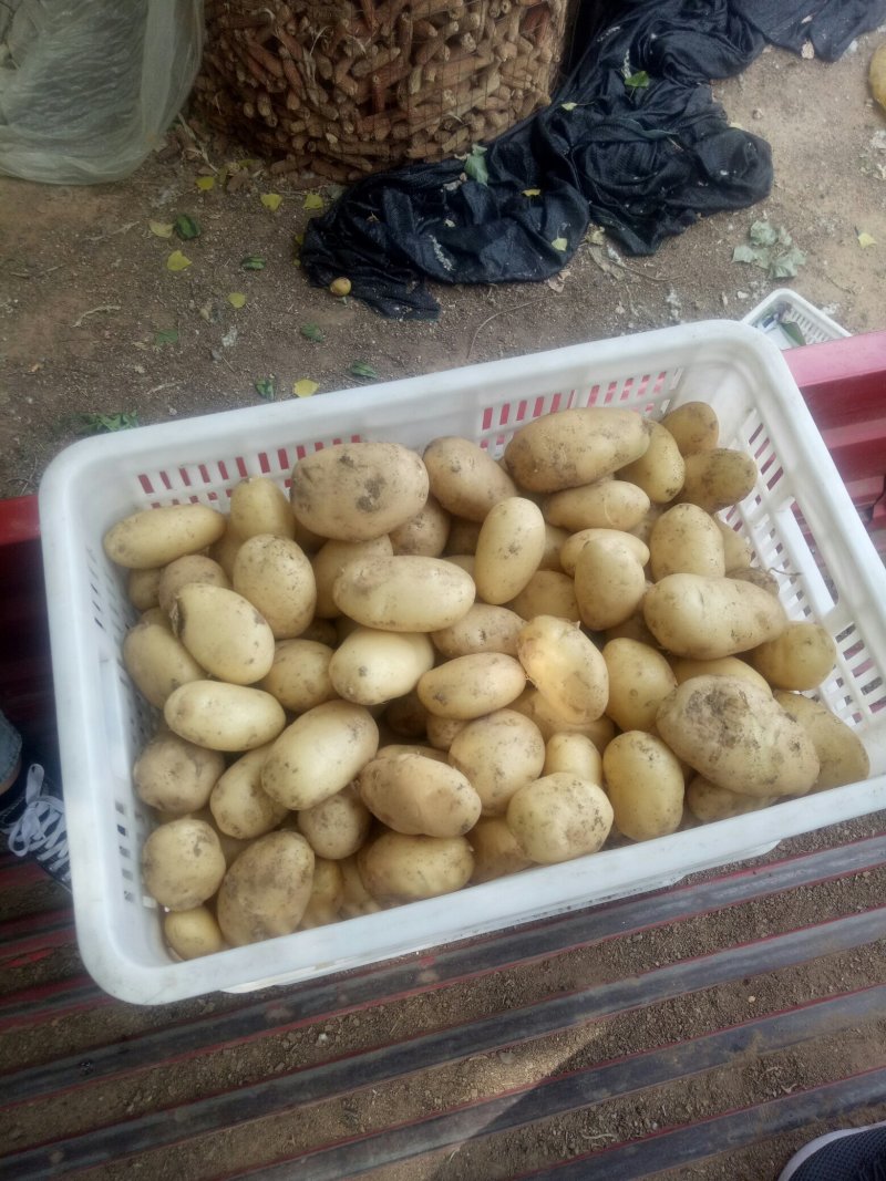 荷兰十五土豆2两以上陆地土豆通货