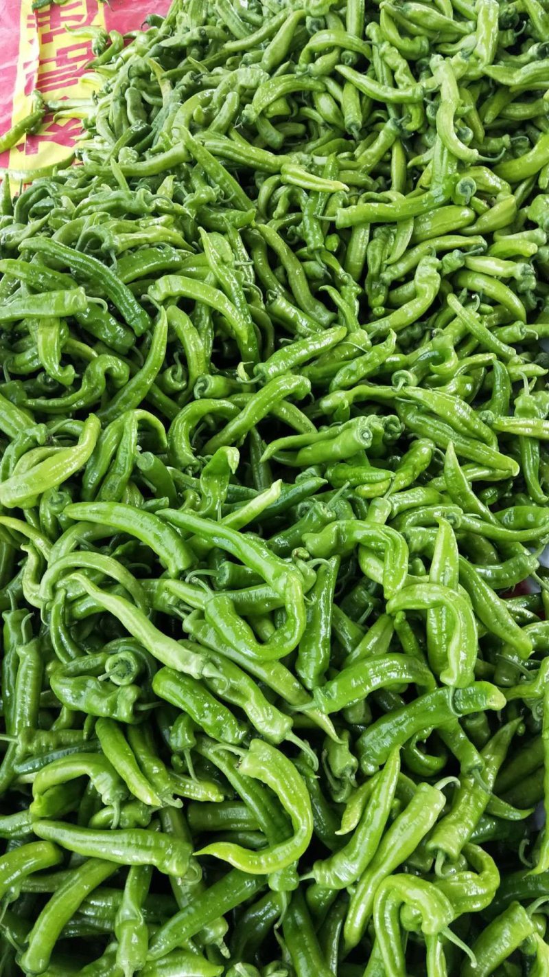 辣椒鲜辣椒青椒供货量大全国发货