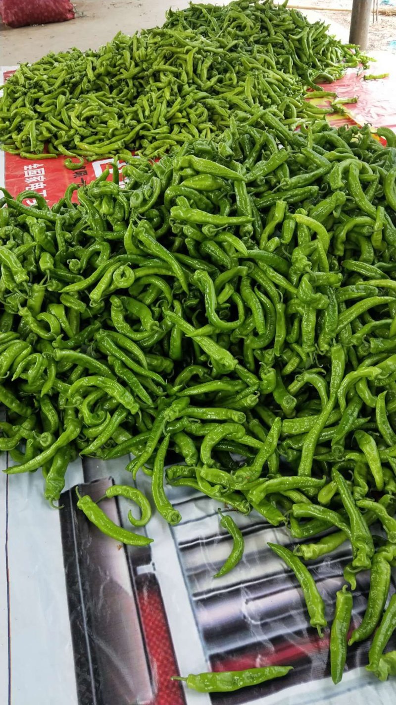 辣椒鲜辣椒青椒供货量大全国发货