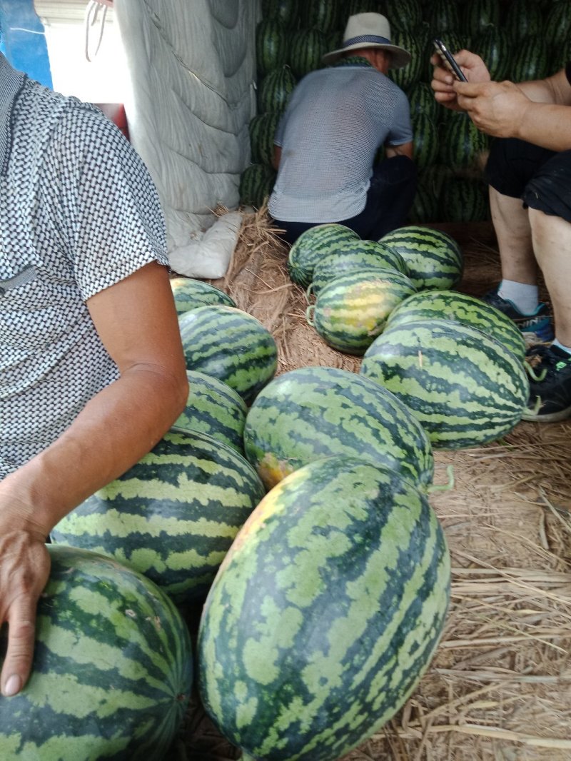 甜王西瓜大量上市上市中一级货源保熟保甜