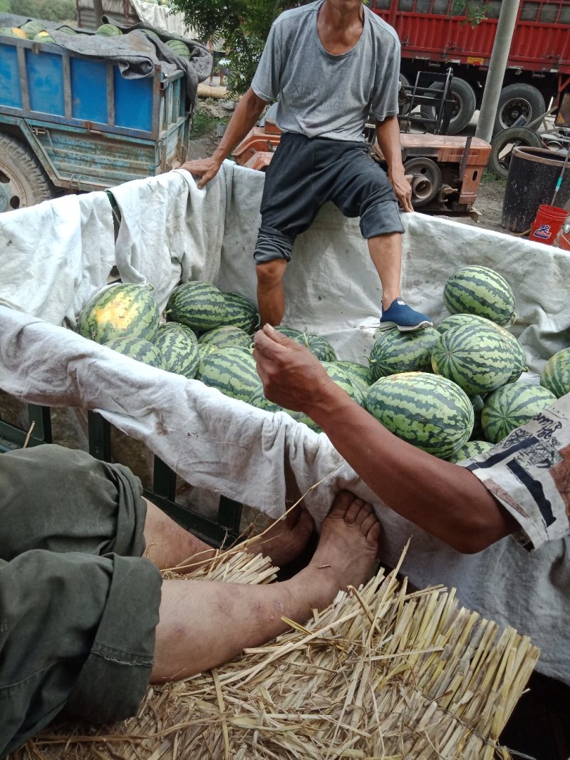 甜王西瓜大量上市上市中一级货源保熟保甜