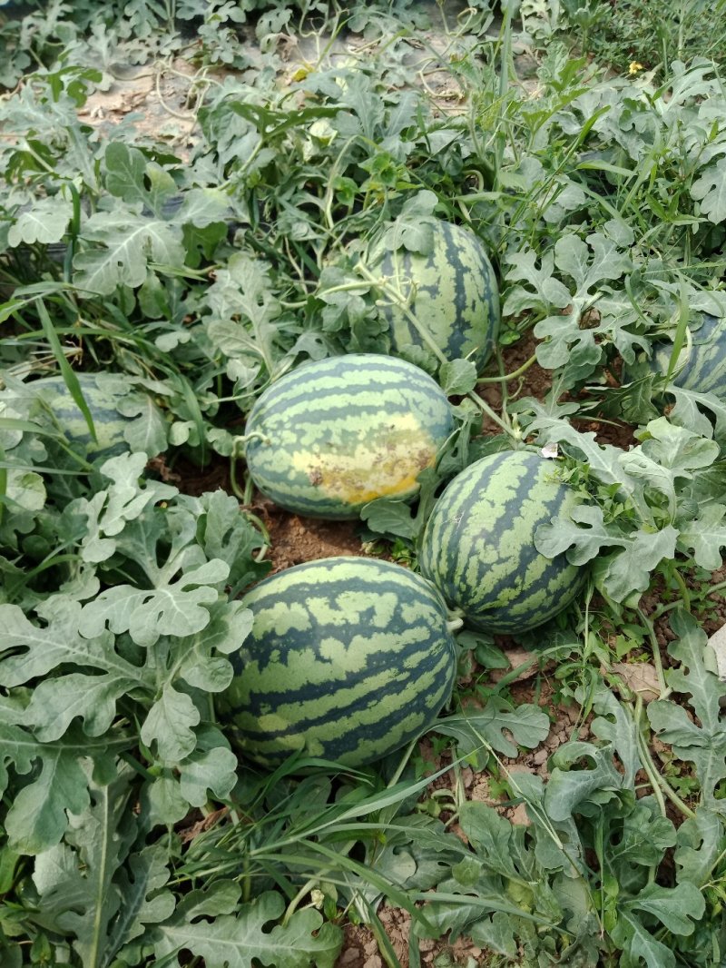 甜王西瓜大量上市上市中一级货源保熟保甜