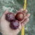 三华李一斤只要1.8元