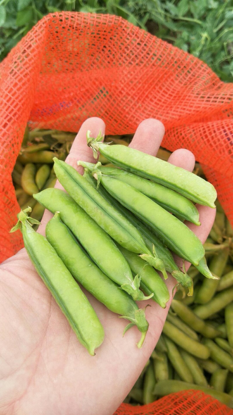 中豌9号颜色绿颗粒饱满！本基地有上万亩豌豆！质量好！