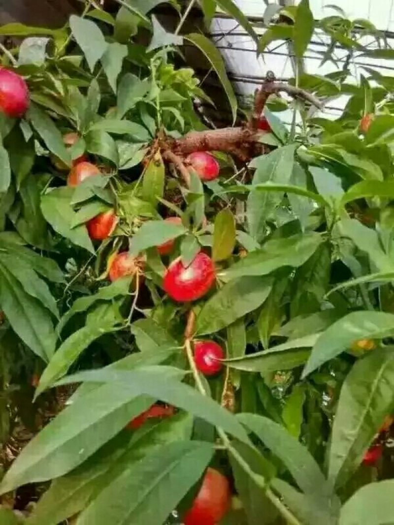 陕西红芙蓉油桃大量上市，脆甜爽口，产地直发！