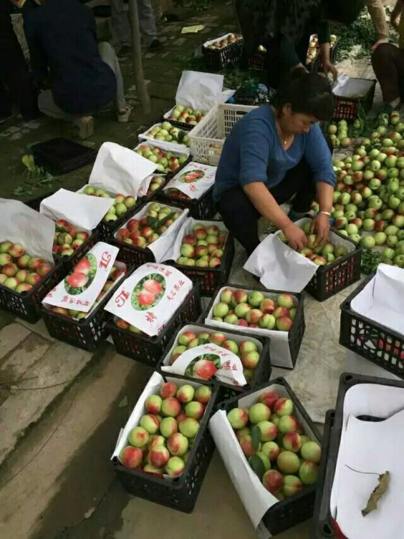 陕西红芙蓉油桃大量上市，脆甜爽口，产地直发！