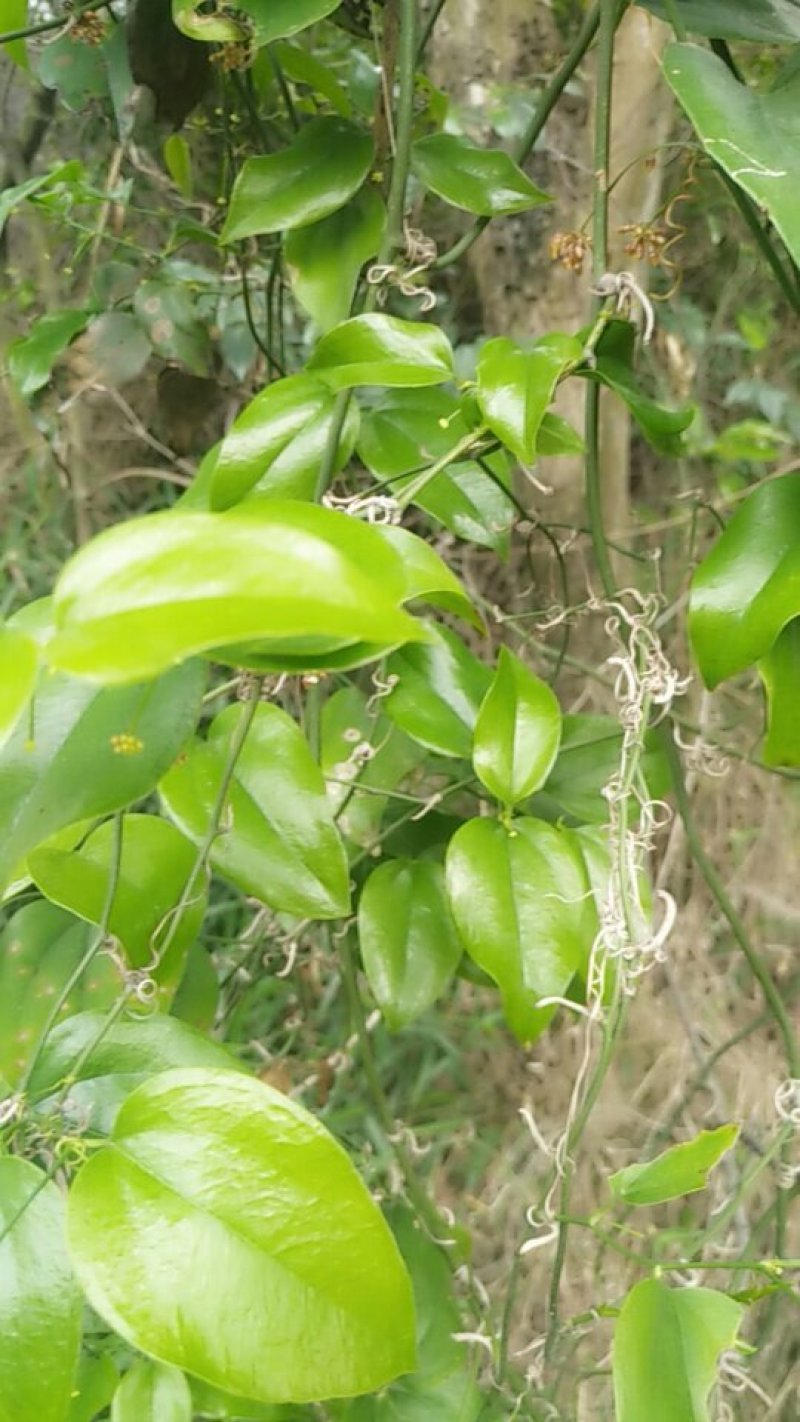 野生菝葜（金刚藤）