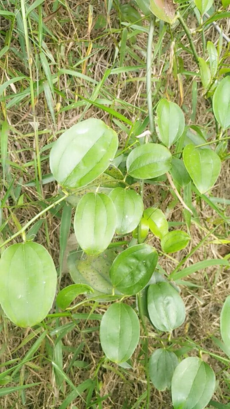 野生菝葜（金刚藤）