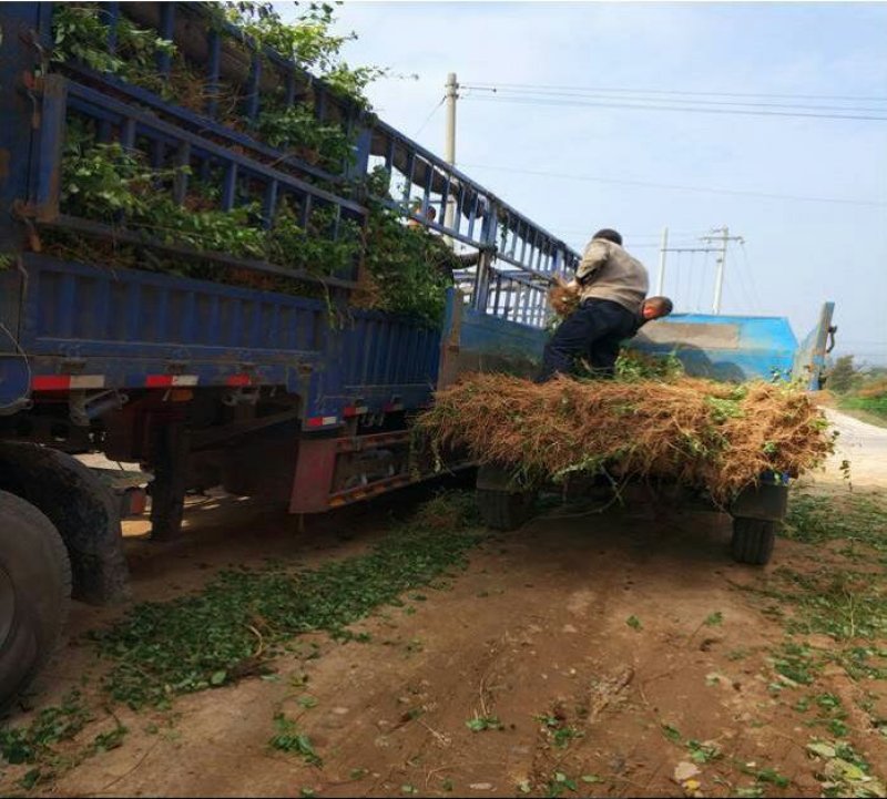高产药用连翘苗陇县基地直发包技术包回收