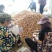 湖北沃土5号黄心土豆千亩基地持续供应品质保证