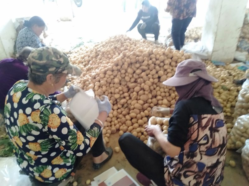 湖北沃土5号黄心土豆千亩基地持续供应品质保证