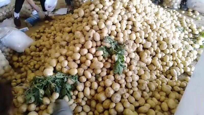 湖北沃土5号黄心土豆千亩基地持续供应品质保证