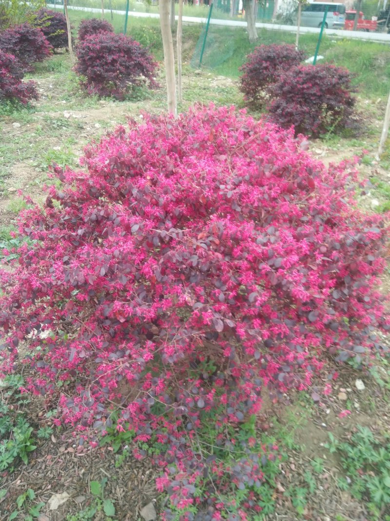 红花继木球