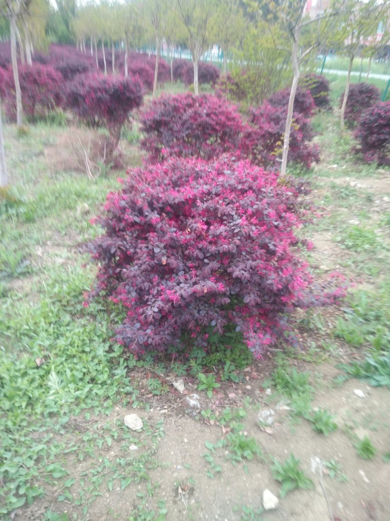 红花继木球