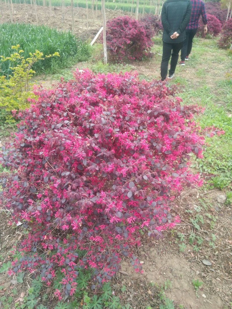 红花继木球