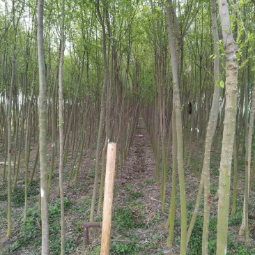 丝棉木