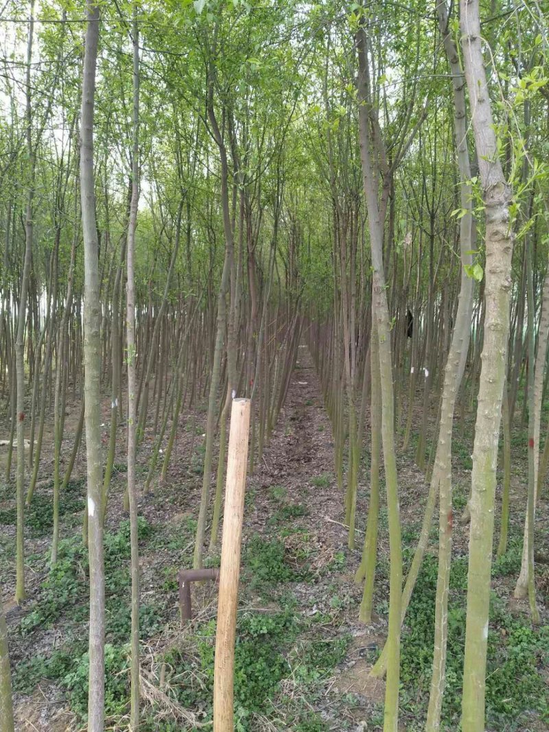 丝棉木