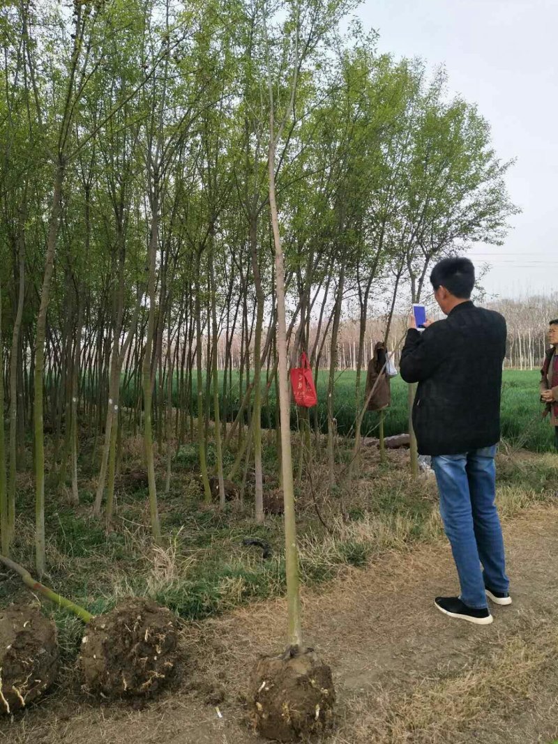 丝棉木