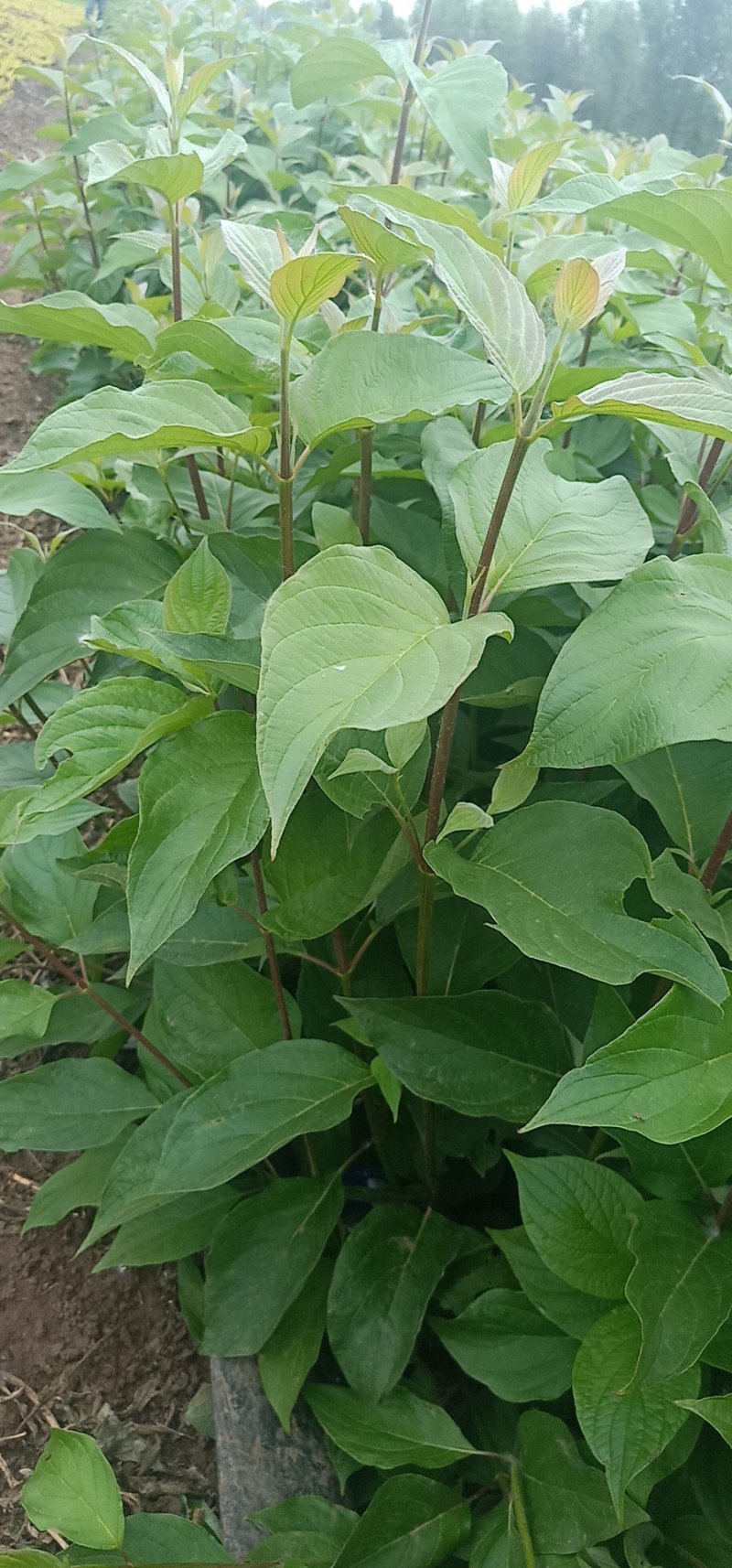 直销红瑞木.红马球绿化工程灌木苗落叶性观枝叶量大优
