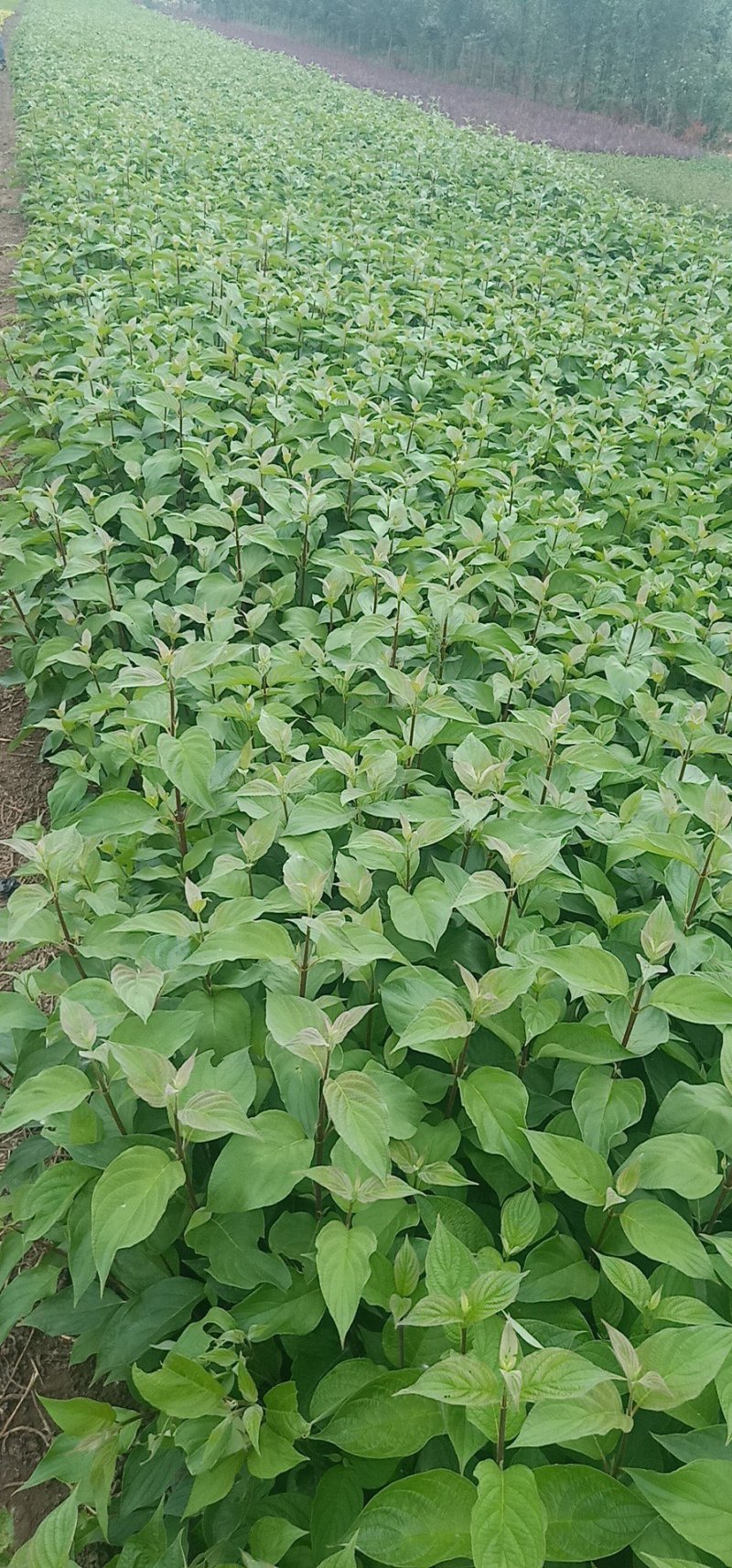 直销红瑞木.红马球绿化工程灌木苗落叶性观枝叶量大优
