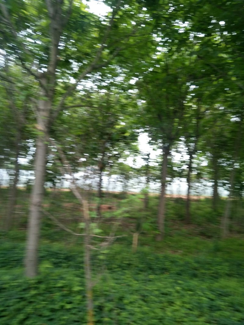 七叶树