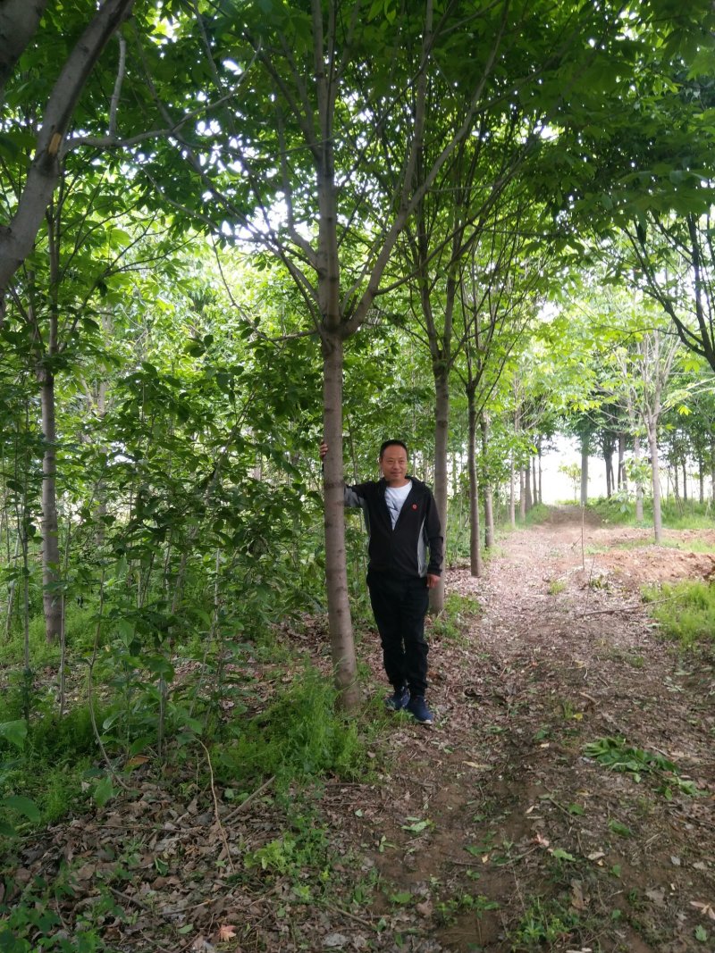 七叶树