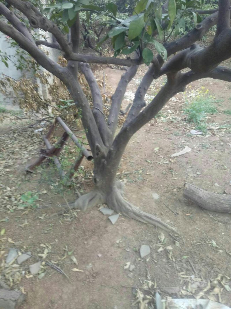 橘子树