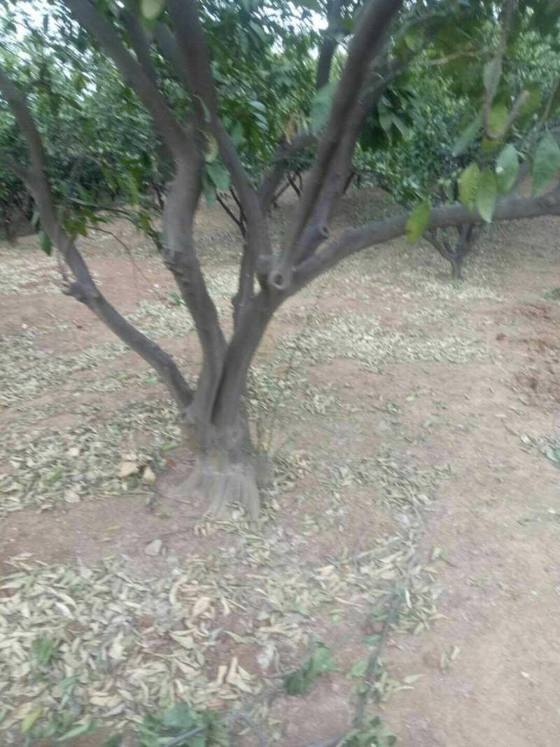 橘子树