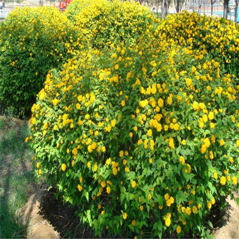爬藤多花植物重瓣棣棠地橖可垂吊与攀缘可地栽耐寒