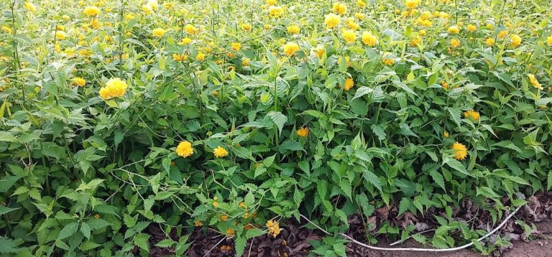 爬藤多花植物重瓣棣棠地橖可垂吊与攀缘可地栽耐寒
