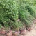 爬藤多花植物重瓣棣棠地橖可垂吊与攀缘可地栽耐寒