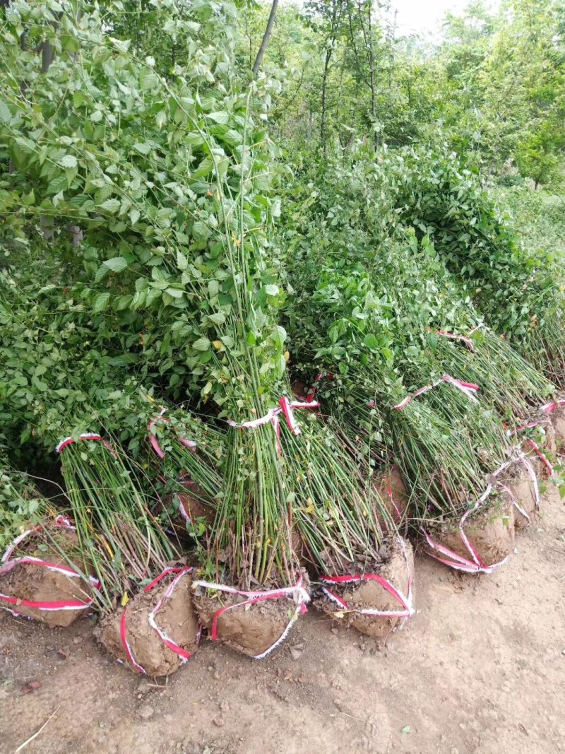 爬藤多花植物重瓣棣棠地橖可垂吊与攀缘可地栽耐寒