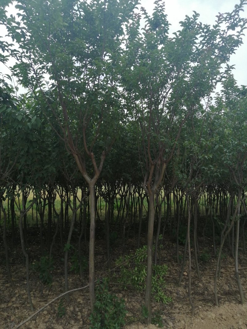 地径5公分左右的紫薇