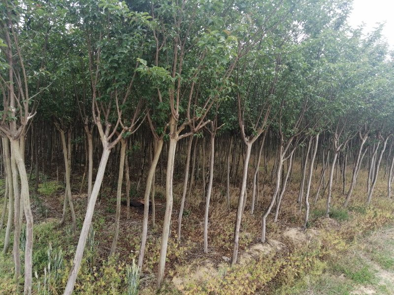 地径5公分左右的紫薇