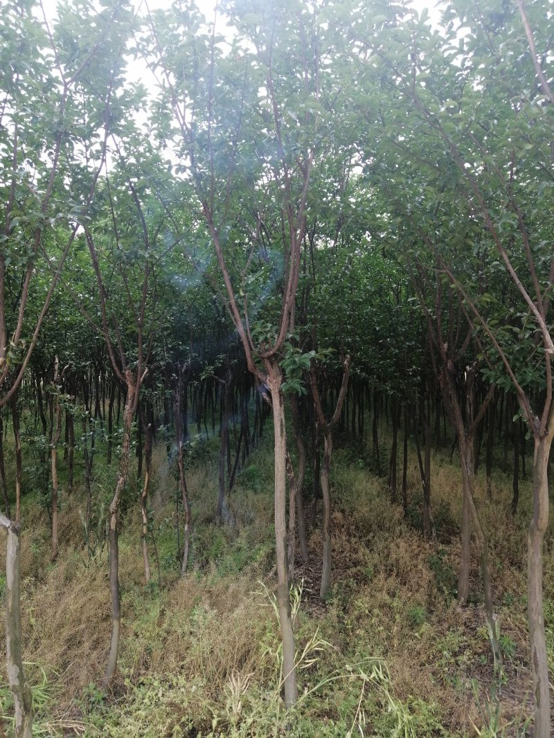 地径5公分左右的紫薇