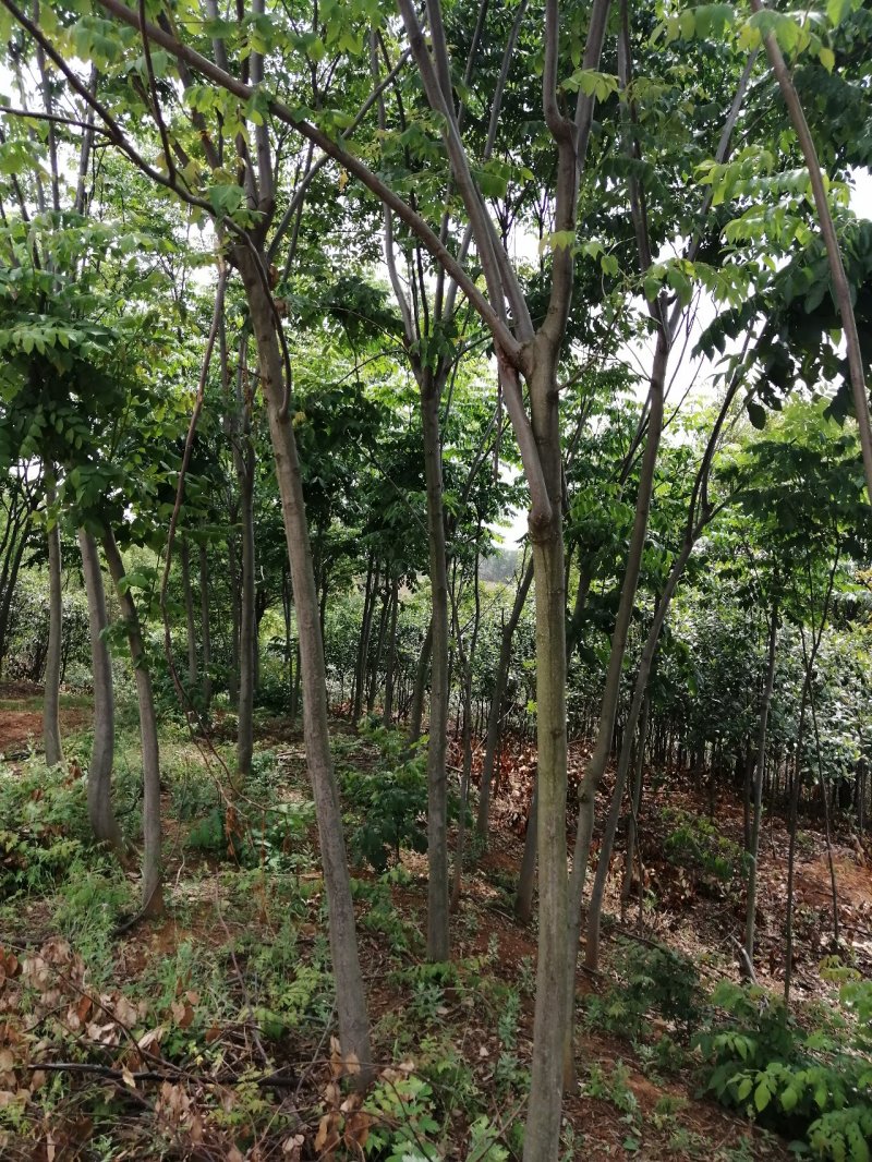8公分栾树