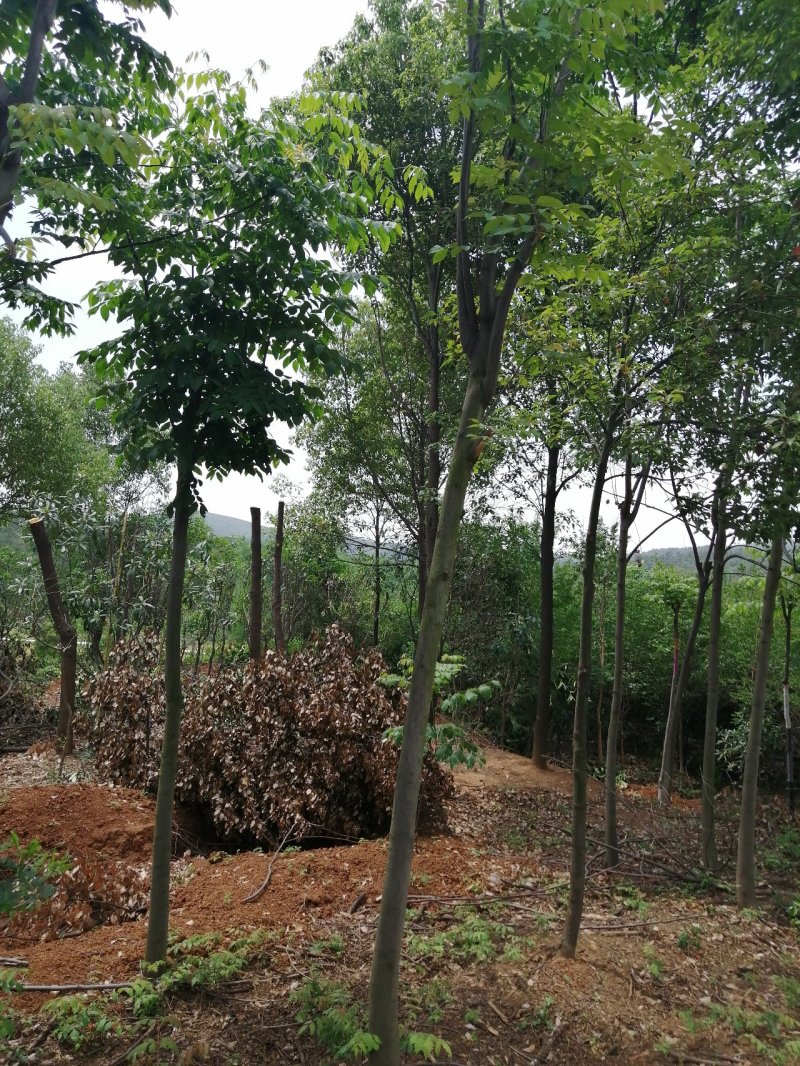 8公分栾树