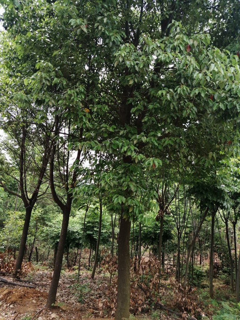 8公分栾树