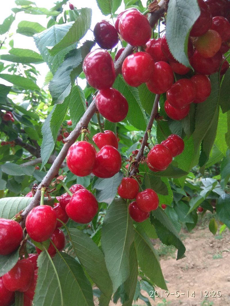 樱桃.
