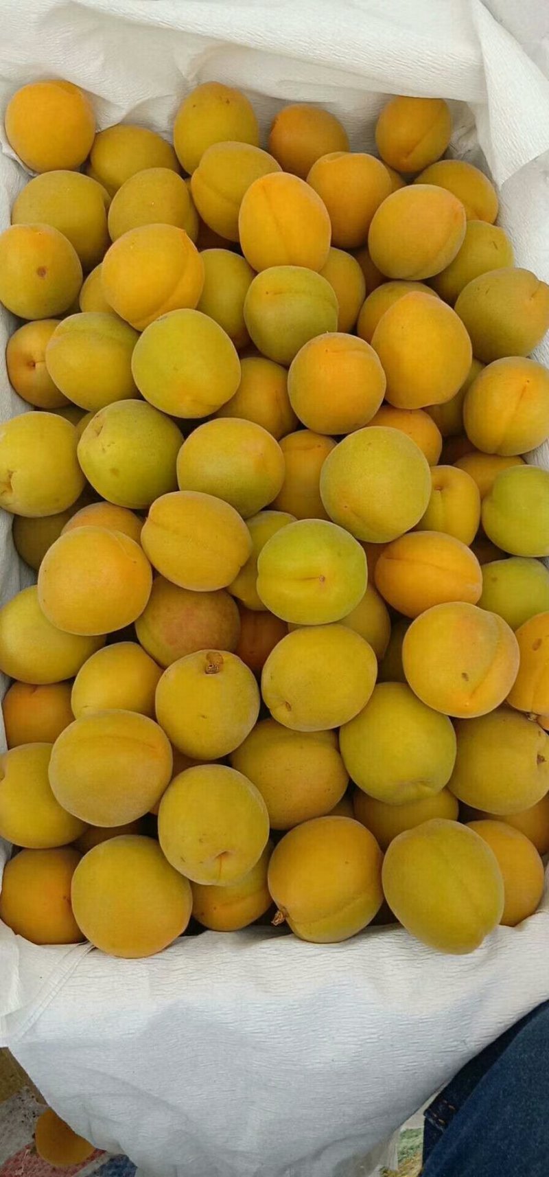 金太阳杏子