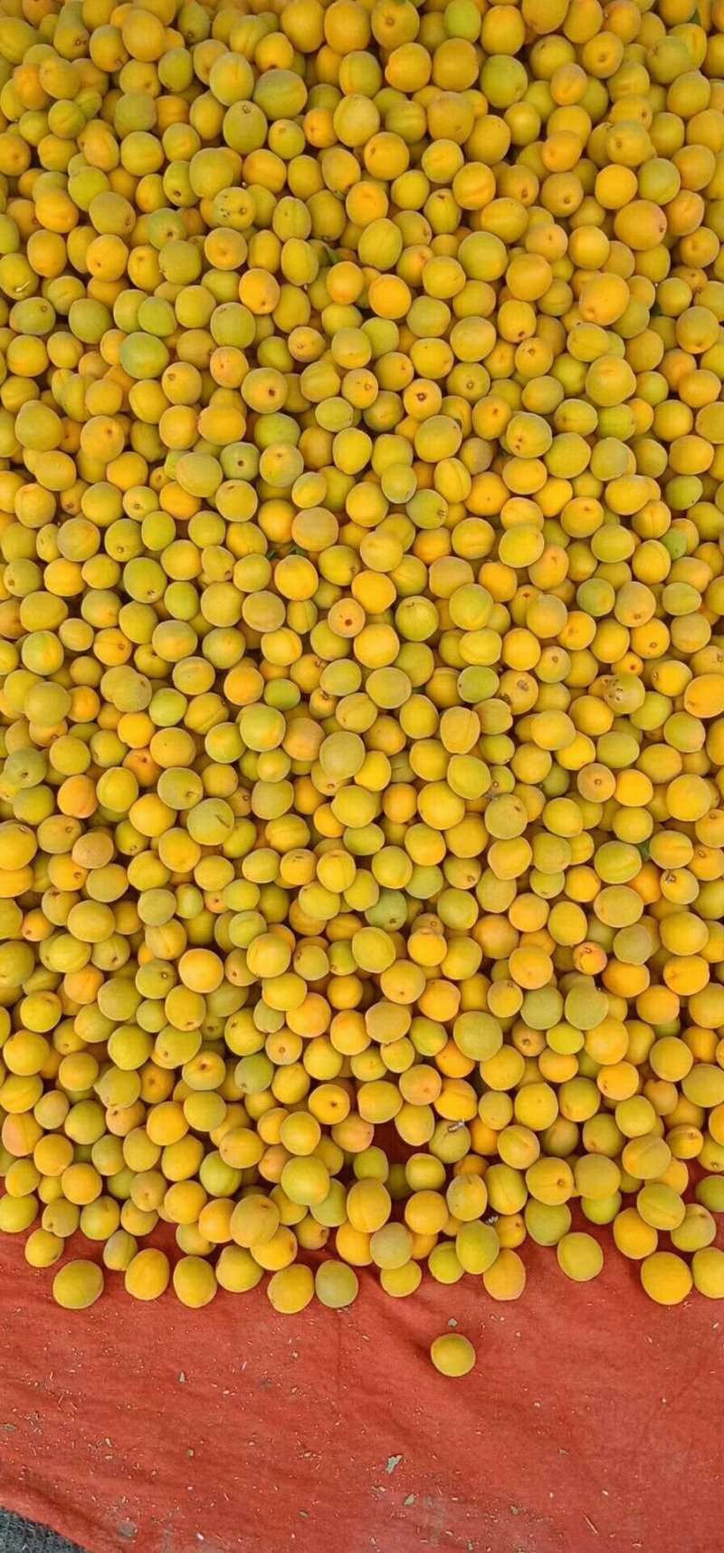 金太阳杏子